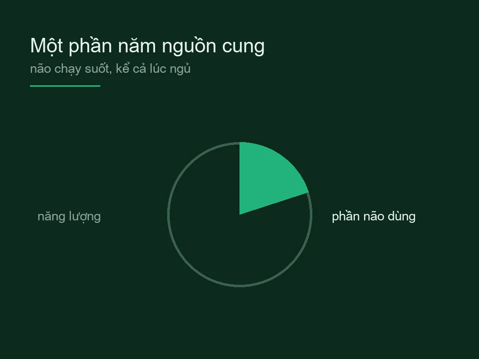 Sơ đồ vòng tròn năng lượng cơ thể với phần não dùng được tô đậm